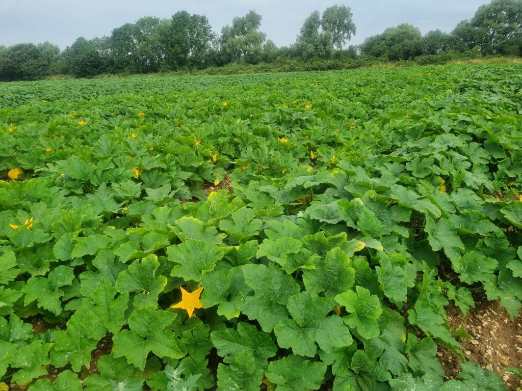 Our Story - The Secret Farm - PYO in Bedfordshire