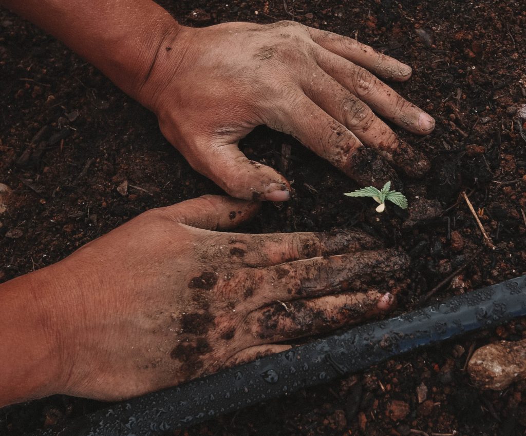 planting young plants by hand