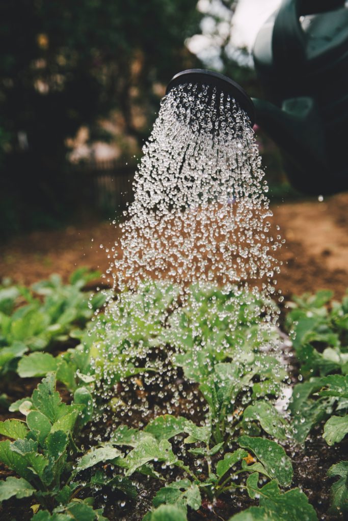 hand watering plants