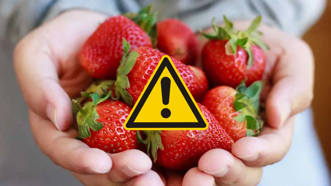 Strawberries in Hand with yellow warning triangle on top
