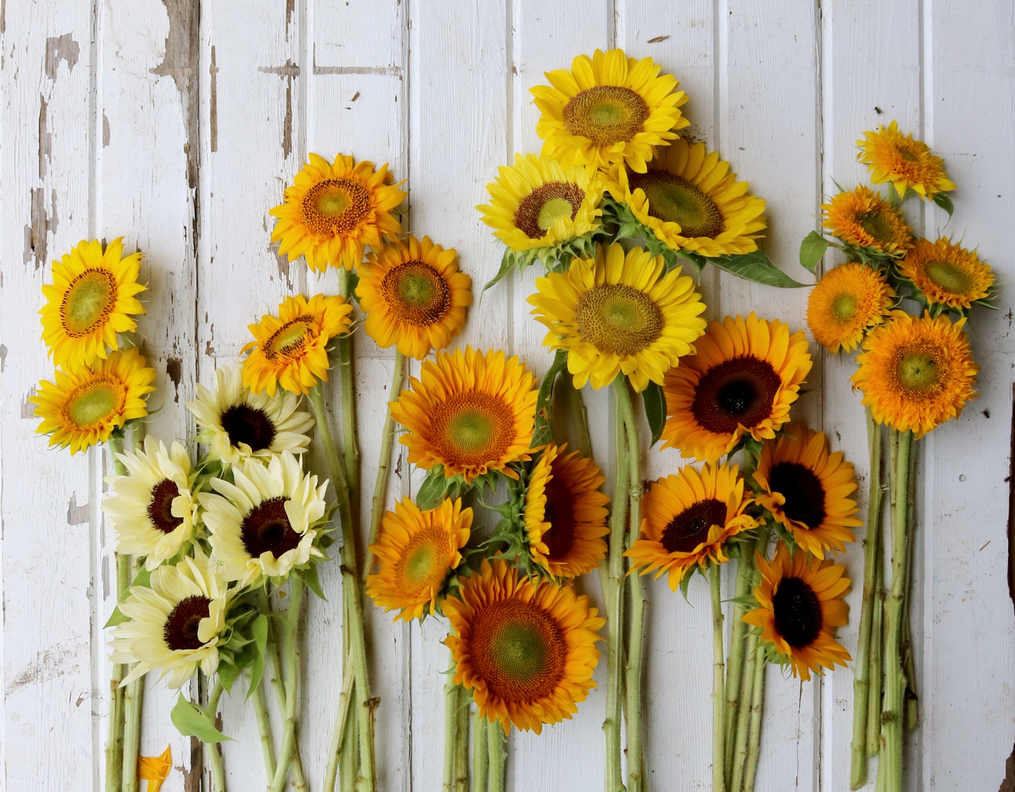 interesting-facts-about-sunflowers-the-secret-farm-pyo-in-bedfordshire