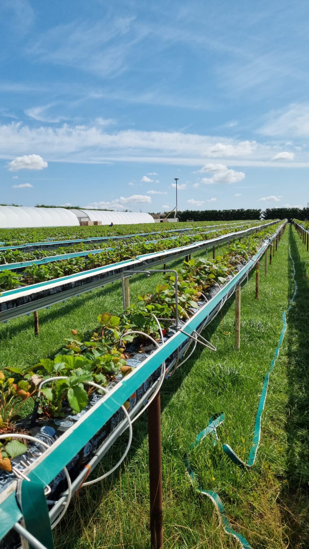 PYO Lavender, Strawberries and More! - The Secret Farm - PYO in ...