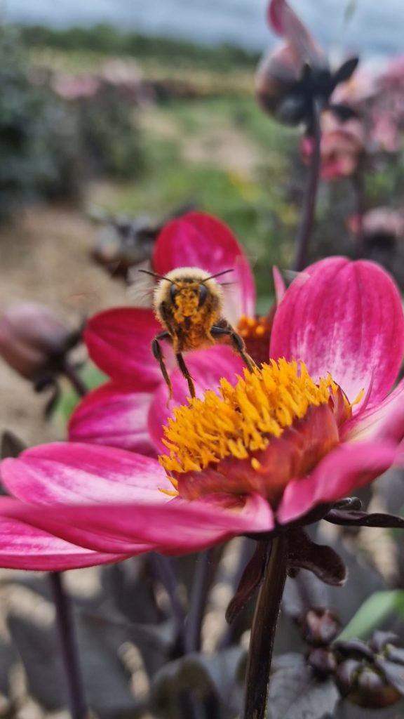 Bumble bee about to take off flight from pink dahlia
