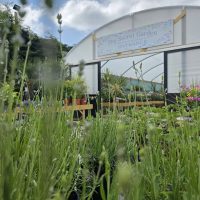 Cuckoo Bridge - Popup Plant Nursery