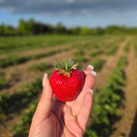 The Secret Farm PYO – 2026