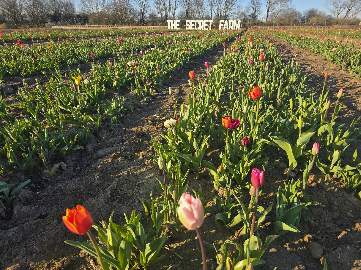 Tulip Experience – 2026