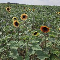 The Secret Farm PYO – 2026