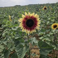 The Secret Farm PYO – 2026