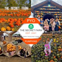 Secret Pumpkin PYO - 2026