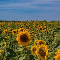 The Secret Farm PYO – 2026