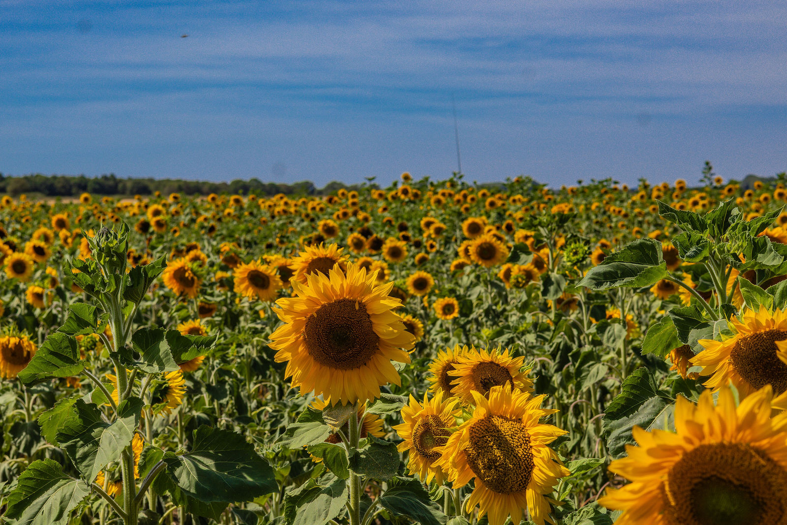 The Secret Farm PYO – 2026