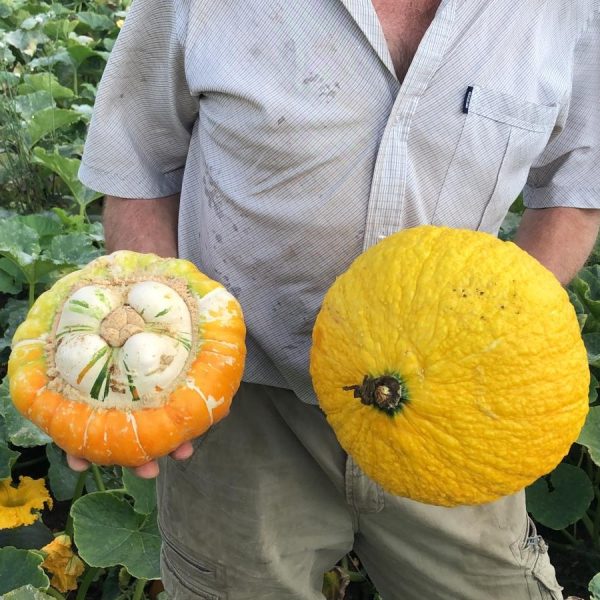 Pumpkins with Charlie